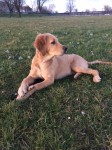 Rosco 18 Wochen Alt